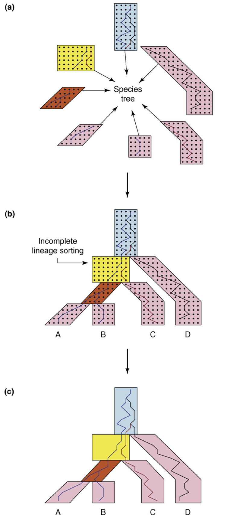 Figure 2. Combining species into species trees, and tracing lineages in the resulting trees. (a) shows several species/populations brought together to form a thick species tree. The dots represent indiviuduals, horizontal layers of dots represent (non-overlapping) generations, and the lines connecting individuals in adjacent generations show “randomly generated” parent-child relationships. (b) When the species tree is “assembled” from individual populations, we see that the thin lines also form a tree – that’s our gene tree. (c) However, we also see that the topologies of the gene and species tree do not match! This happened naturally due to randomness in each population and randomness of speciation events. The figure is taken fom Degnan & Rosenberg (2009)